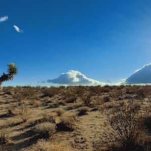 Desert hares and Joshua trees