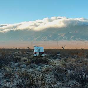 Desert hares and Joshua trees