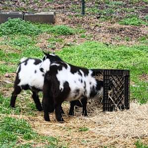 Baby goats!