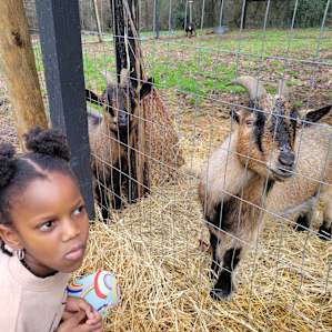Goats and Birds at Hideaway Farm