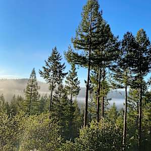 morning view