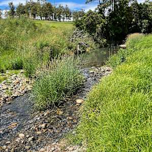 Dairy Camp - Cricket Creek