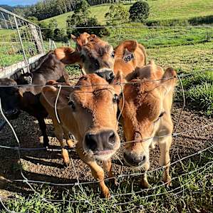 Calves we got to feed!