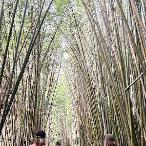 Belli Bamboo Parkland