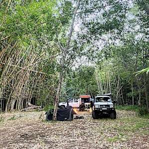 Belli Bamboo Parkland