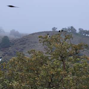 Magpies!