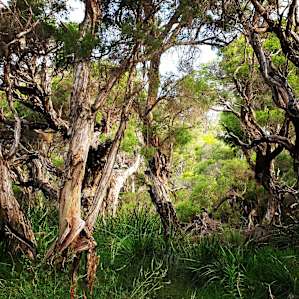 Forest Bathing & Stargazing