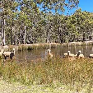 Alpaca’s having their morning cool off