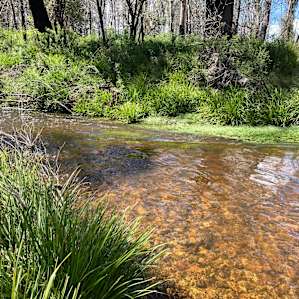 Lovely Corang river