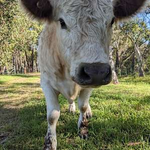 Humphrey saying Hi