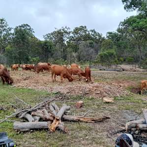 Morning visit from the cattle