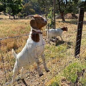 The gorgeous goats ready to be fed by the kids