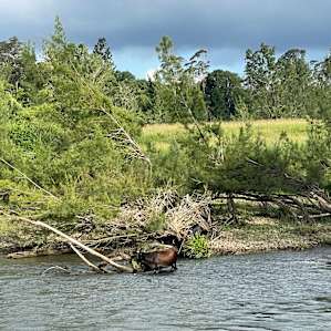 Bellinger River Camping