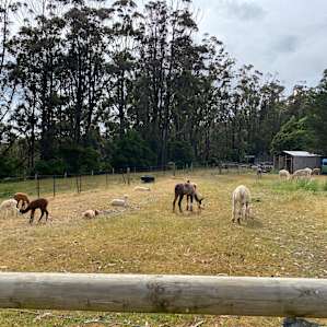 Alternative View Alpacas