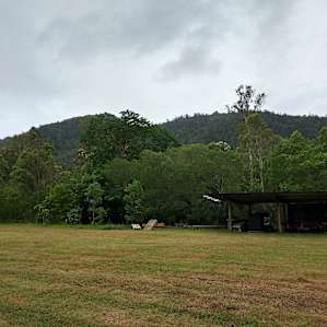 The Figtree
