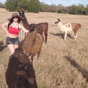Llamaland Tent Camping