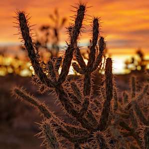 Joshua Tree Forest