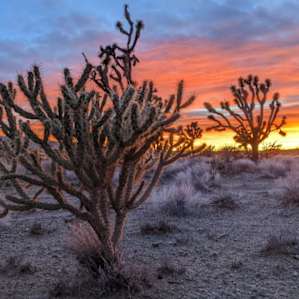 Joshua Tree Forest