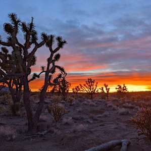 Joshua Tree Forest