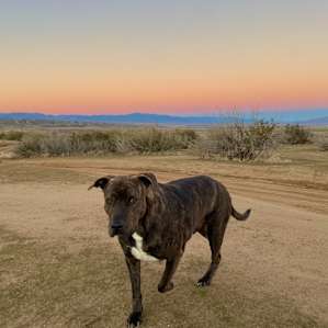Songdog West Campsites