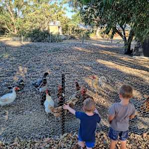 Ducks, chickens and a rooster