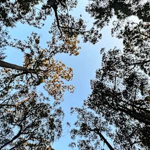 Jervis Bay Hideaway- Unpowered