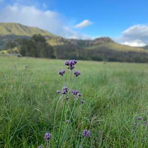 Creek Gully Campsite