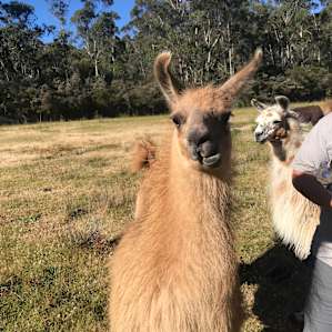 Xmas Hills Llama @Elizabeth Town