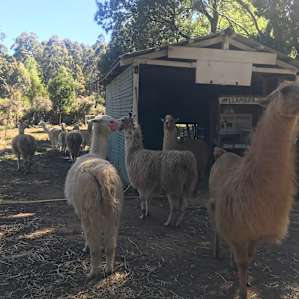 Xmas Hills Llama @Elizabeth Town