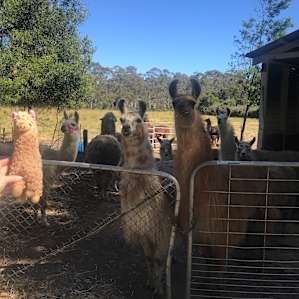 Xmas Hills Llama @Elizabeth Town