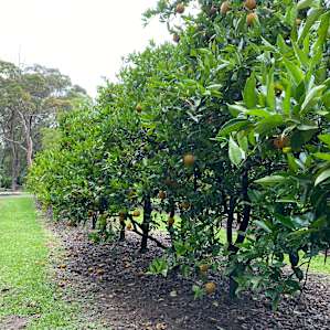 Bush & Orchard Camping