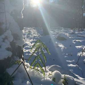 All ferns most of the time
