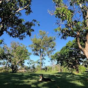 Orchard Camp