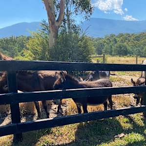 Goanna Grounds