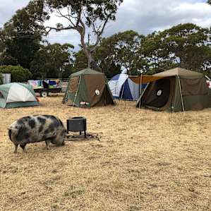 The friendly resident pig came to visit.