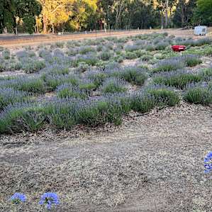Lavender View Campground 3