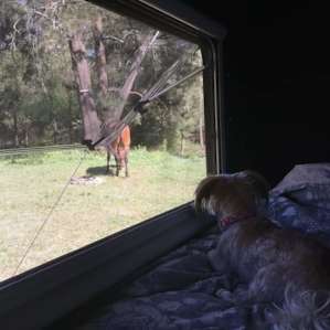Hog Heaven - Trailer/Van Site 4WD