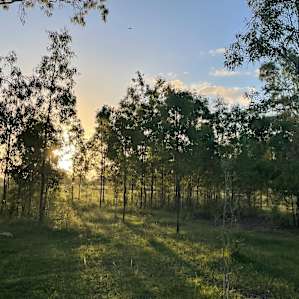 Seehorse Meadows