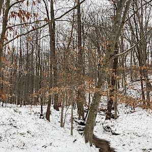 The view from the porch (plus snow!)