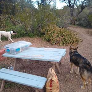 Friendly dogs!