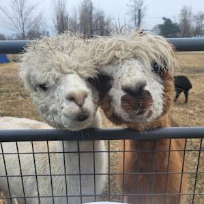 JenEric Alpaca Ranch
