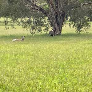 STAR HOST Pristine Acres near Noosa