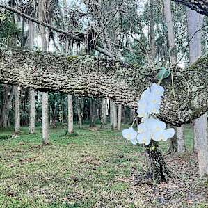 Taste of Old Florida trailer and RV camping