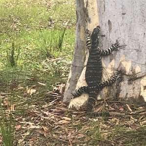 Ironbark Ranch - Free Range