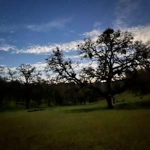 Oak Savannah