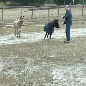 Silk Purse Farm
