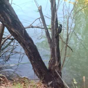 Brushwood Brook Camp