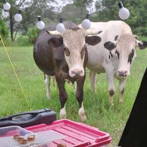 Moo