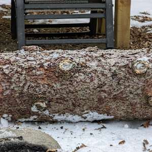 The beast, which needs time to season before it can be split into firewood.