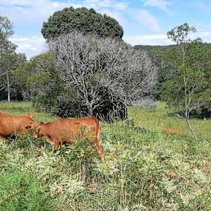 Gorgeous and happy cattle